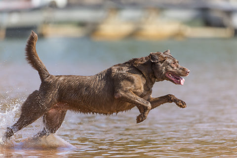 Chocolate Lab Health Issues