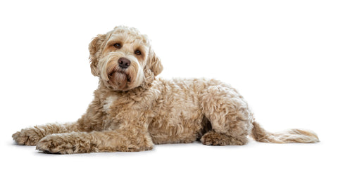 Cream Labradoodle Shedding