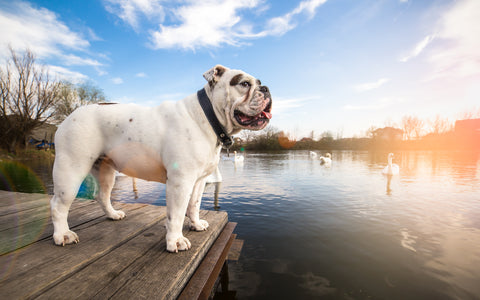 English Bulldog