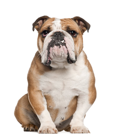 English Bulldog Health Issues