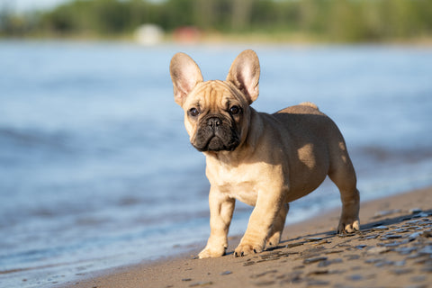 French Bulldogs