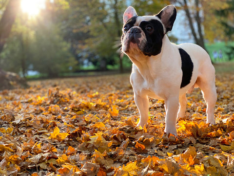 French Bulldog Lifespan