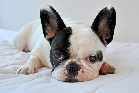 French Bulldog Health Issues