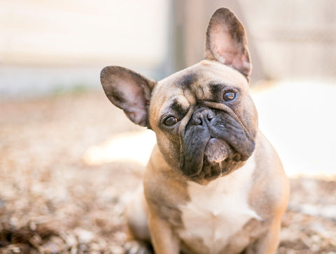 French Bulldog Health Problems