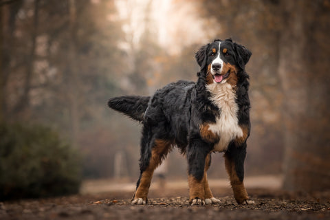 Full-Grown Bernese Mountain Dog