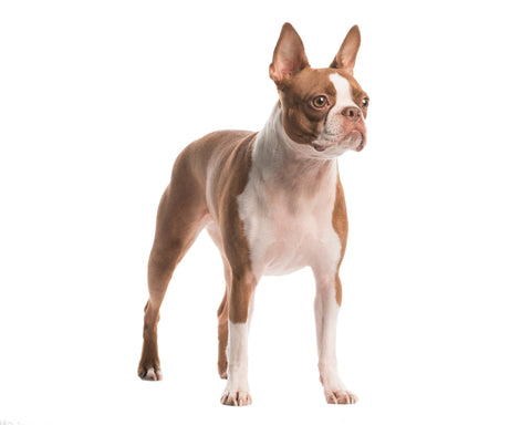 Full Grown Boston Terrier