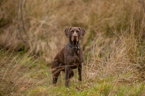 German Pointers