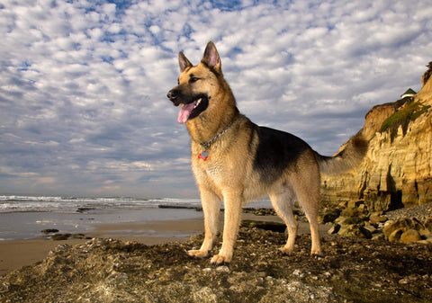 German Shepherd Saddle