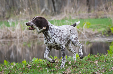 German Shorthaired Pointer Hunting