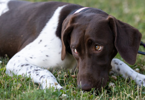 German Shorthaired Pointer Waterfowl