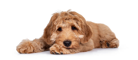 Golden Labradoodle Temperaments