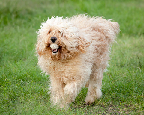 Golden Labradoodle Shedding