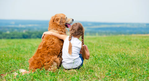 Golden Retriever Health Issues