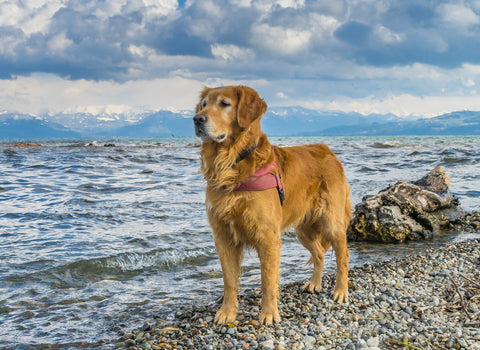 Golden Retriever Skin Allergies