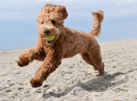 Goldendoodle Addison's Disease