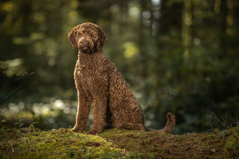 Goldendoodle Skin Issues