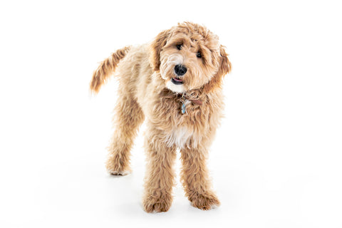 Goldendoodle common health issues