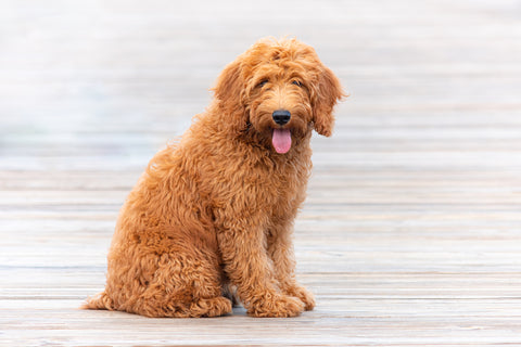 Goldendoodle Health Issues
