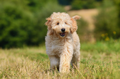 Goldendoodles genetics