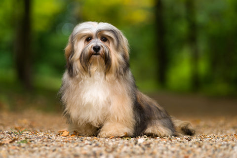 Havanese Temperament