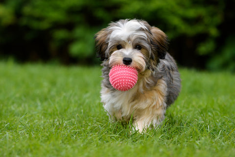 Havanese Dog