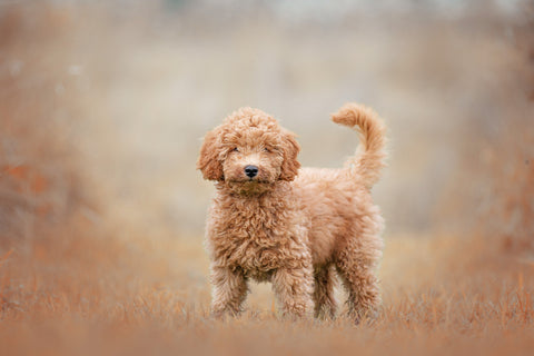 Hypoallergenic Golden Labradoodle