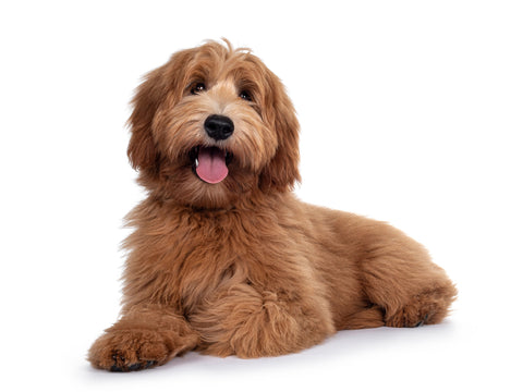 Chocolate Labradoodle Haircoat