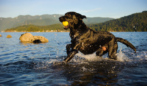 Labrador Retriever - Dog Hip Dysplasia