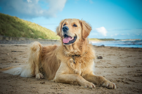 Light Golden Retriever