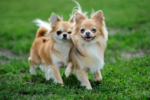 long haired chihuahuas