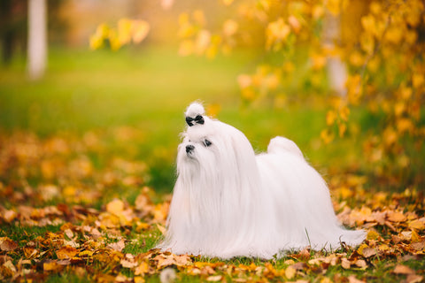 Maltese Dog Playful