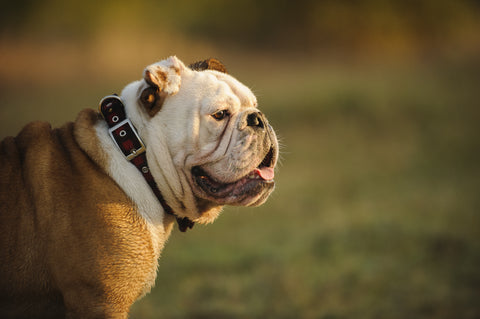 Old English Bulldog