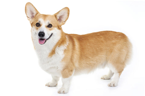 Pembroke Welsh Corgi Health Problems