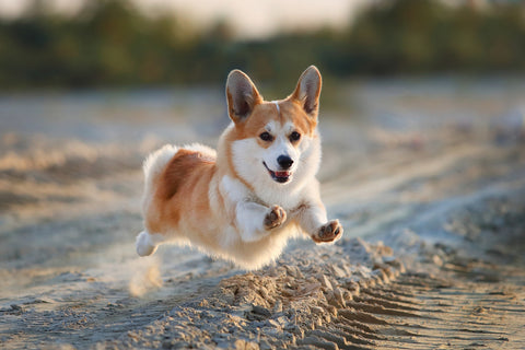 Pembroke Welsh Corgi Personality