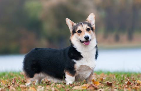 Pembroke Welsh Corgi Lifespan