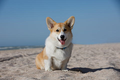 Pembroke Welsh Corgi Temperament