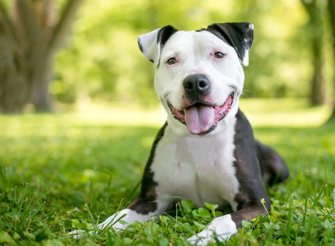 Pit Bull Skin Allergies