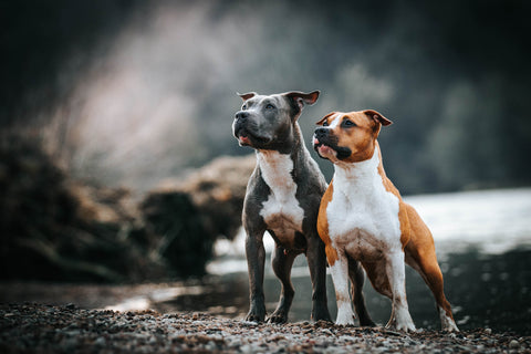 Pit Bulls Temperament