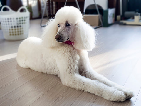 Poodle Personality