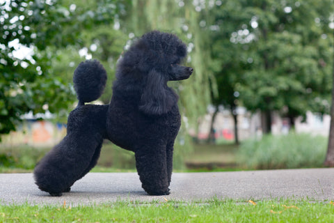 Poodle Temperament