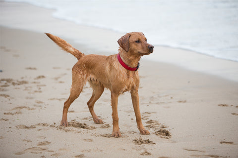 Red Labrador