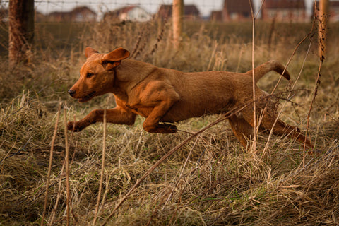 Red Labrador Retriever