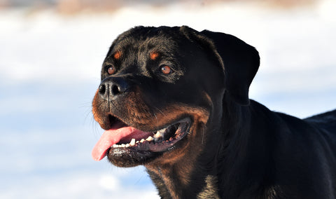 Rottweiler life expectancy