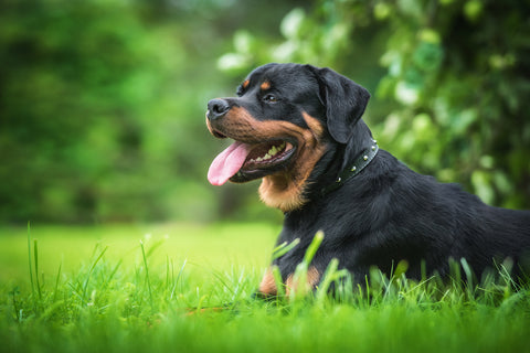 Rottweiler Size