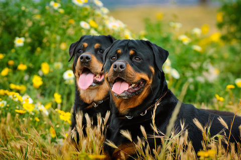 Rottweiler Weight