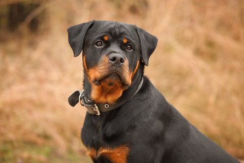 Rottweiler Health Issues