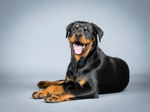 Rottweiler Personality Traits