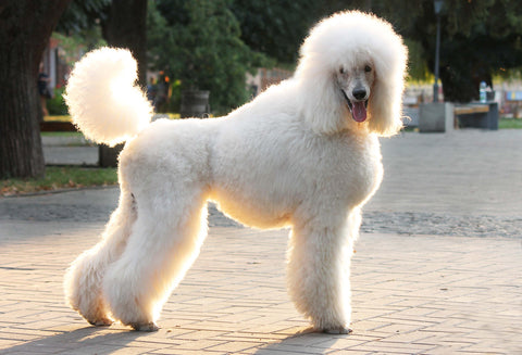 Standard Poodle Dogs