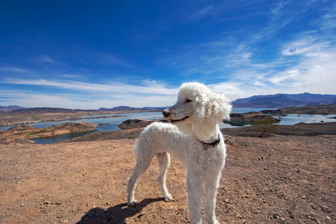 Standard Poodle Lifespan