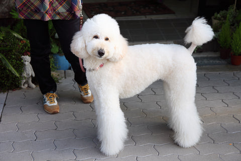 Types of Poodles